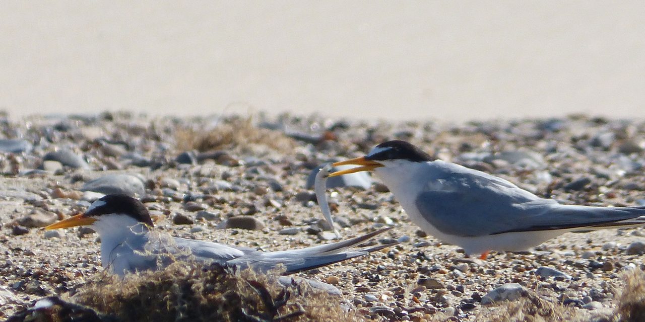RSPB entice little terns back to Langstone Harbour